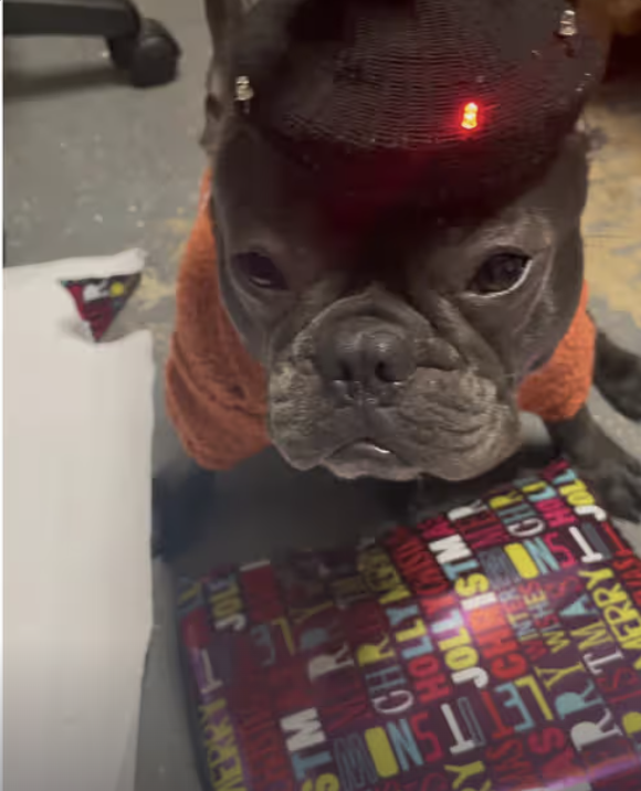 Shhhh…Frenchie is Wrapping Christmas Gifts 🎁 !!!
